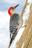 red-crested-woodpecker