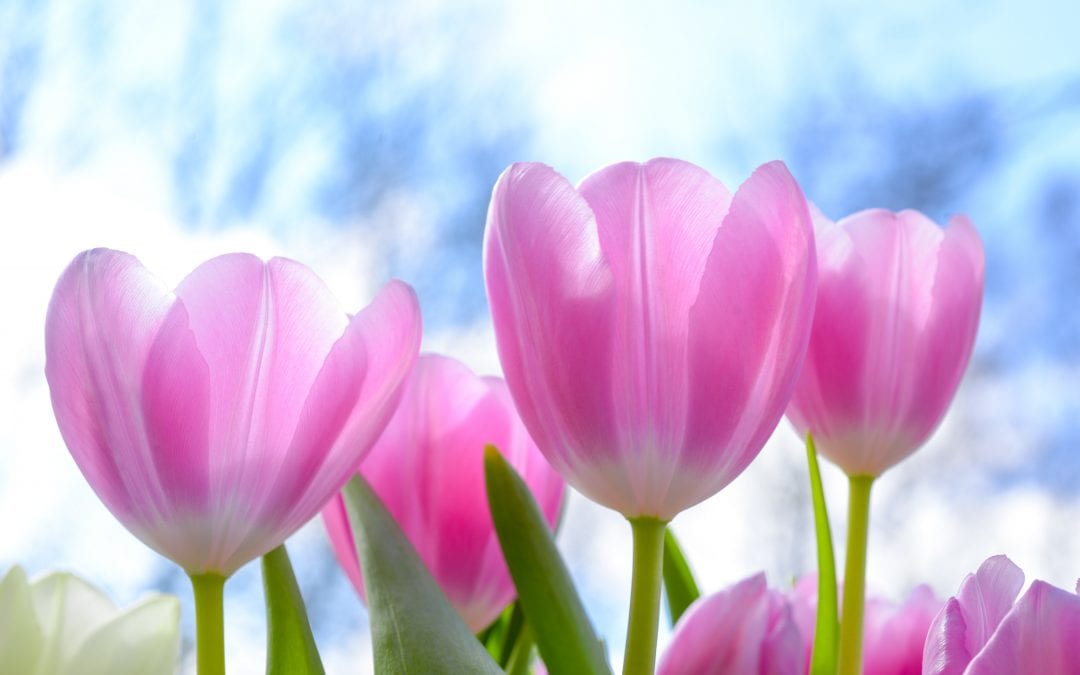 Renewal: Take Lessons From Tulips